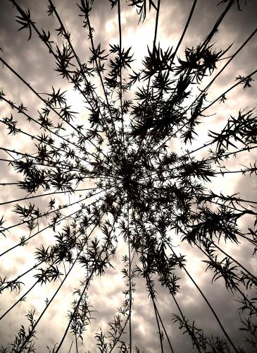 Photo Gallery Image - Paul Morris: Willow dome in Duke Orchard