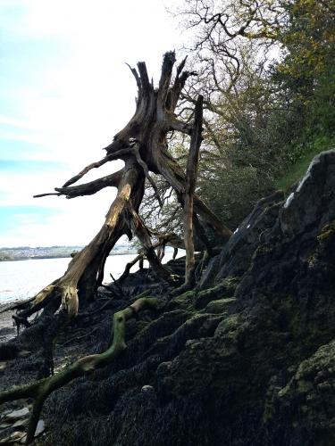 Photo Gallery Image - monsters on the foreshore