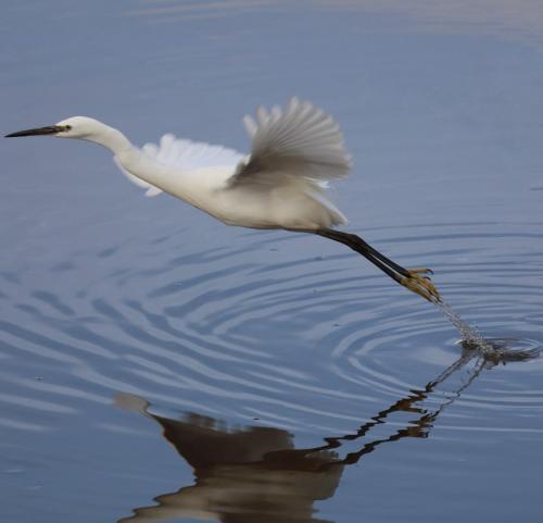 Photo Gallery Image - Jan Simpson: Egret