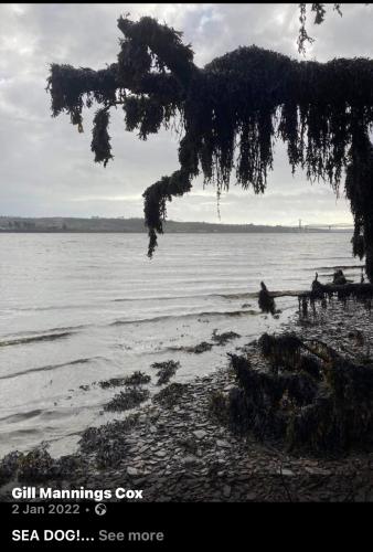 Photo Gallery Image - Gill Mannings Cox: Sea Dog