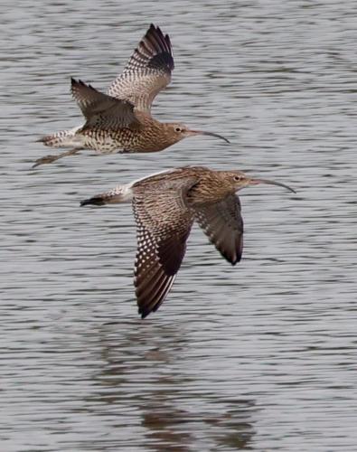 Photo Gallery Image - Jan Simpson: Curlews