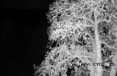 Photo Gallery Image - From the Cargreen Yacht Club Webcam