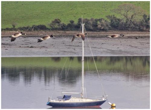 Photo Gallery Image - Debbie Geraghty: Geese flying downriver