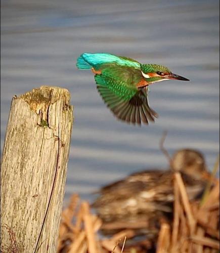 Photo Gallery Image - Jan Simpson: Kingfisher