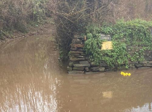 Photo Gallery Image - Philip Braund: New wildlife down the Coombe. Please do not feed